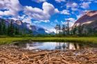 Driftwood And Pond, Saint Mary Lake, Glacier National Park, Montana