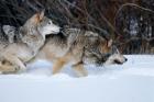 Gray Wolves Running In Snow, Montana