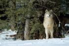 Gray Wolf In Winter, Montana
