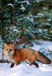 Red Fox Walking In Snow, Montana