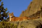 Mountain Lion, Montana