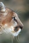 Side Profile Of A Mountain Lion, Montana