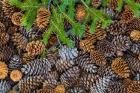 Pine Cones And Douglas Fir Bough, Nevada