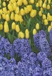 Hyacinth And Yellow Tulips In Garden, Las Vegas