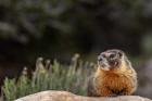 Yellow Bellied Marmot In Great Basin National Park, Nevada