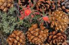 Indian Paintbrush And Pine Cones In Great Basin National Park, Nevada