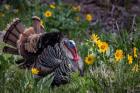 Tom Turkey In Breeding Plumage In Great Basin National Park, Nevada