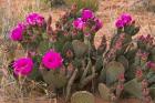 Prickly Pear Cactus In Bloom, Valley Of Fire State Park, Nevada