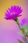 Aster flower in autumn, New Hampshire