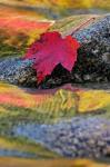 Red Maple leaf on rock in Swift River, White Mountain National Forest, New Hampshire