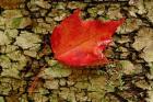 Red maple in White Mountain Forest, New Hampshire