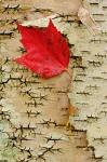 Red maple flora, White Mountain Forest, New Hampshire