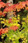 Autumn color, White Mountain Forest, New Hampshire