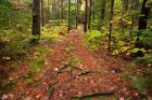 New Hampshire, White Mountains, Forest Path