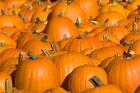 Pumpkins in Concord, New Hampshire