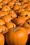 Pumpkins in the city of Concord, New Hampshire