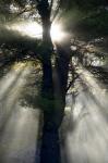 New England, New Hampshire, Sunlight Through Trees