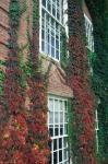 Hanover Ivy on Dartmouth College Building, New Hampshire