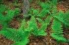 Ferns Next to Woodman Brook, Tributary of the Lamprey River, New Hampshire