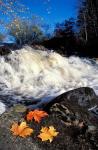 Maple Leaves and Wadleigh Falls on the Lamprey River, New Hampshire