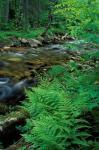 Lady Fern, Lyman Brook, The Nature Conservancy's Bunnell Tract, New Hampshire