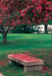 Crab Apple Trees in Prescott Park, New Hampshire