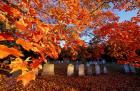 Fall Morning in a Portsmouth Cemetary, New Hampshire