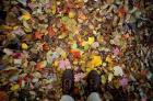 Fall Foliage on Forest Floor in White Mountains, New Hampshire