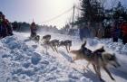 Sled Dog Team Starting Their Run on Mt Chocorua, New Hampshire, USA