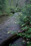 Hobblebush, Pemigewasset River, White Mountain National Forest, New Hampshire