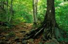 White Blaze Marks Appalachian Trail, White Mountains, New Hampshire