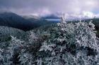 Snow Coats the Boreal Forest on Mt Lafayette, White Mountains, New Hampshire