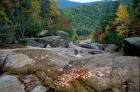Fall Foliage, Appalachian Trail, White Mountains, New Hampshire