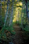 White Birch and Yellow Leaves in the White Mountains, New Hampshire