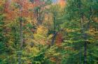 Fall in Northern Hardwood Forest, New Hampshire
