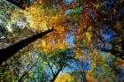 Northern Hardwood Forest, New Hampshire