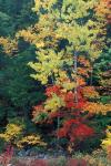 Lower Falls, Swift River, Big Tooth Aspen, White Mountains, New Hampshire