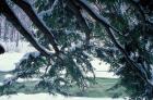 Snow and Eastern Hemlock, New Hampshire