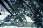 Snow and Eastern Hemlock, New Hampshire