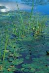 Water Lilies, New Hampshire