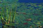 Pond Water Lilies, Brookline, New Hampshire