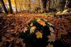 Sugar Maple Leaves on Mossy Rock, Nature Conservancy's Great Bay Properties, New Hampshire