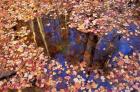 Fall Leaves and Reflections, Nature Conservancy Land Along Crommett Creek, New Hampshire