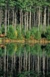 Eastern White Pines in Meadow Lake, Headwaters to the Lamprey River, New Hampshire