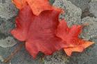 Sugar Maple Foliage in Fall, Rye, New Hampshire