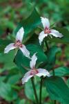 Painted Trillium, Waterville Valley, White Mountain National Forest, New Hampshire