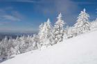 Snowy Trees on the Slopes of Mount Cardigan, Canaan, New Hampshire