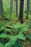 Ferns in the Understory of a Lowland Spruce-Fir Forest, White Mountains, New Hampshire