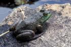 Bull Frog in a Mountain Pond, White Mountain National Forest, New Hampshire