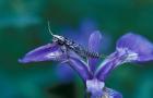 Blue Flag with Caddis Fly Exoskeleton, Androscoggin River, Errol, New Hampshire